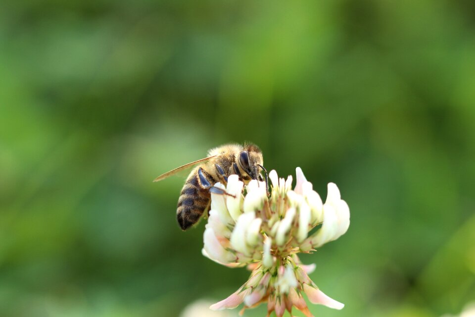 Close up honey bee sprinkle