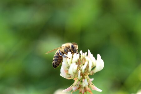 Close up honey bee sprinkle photo