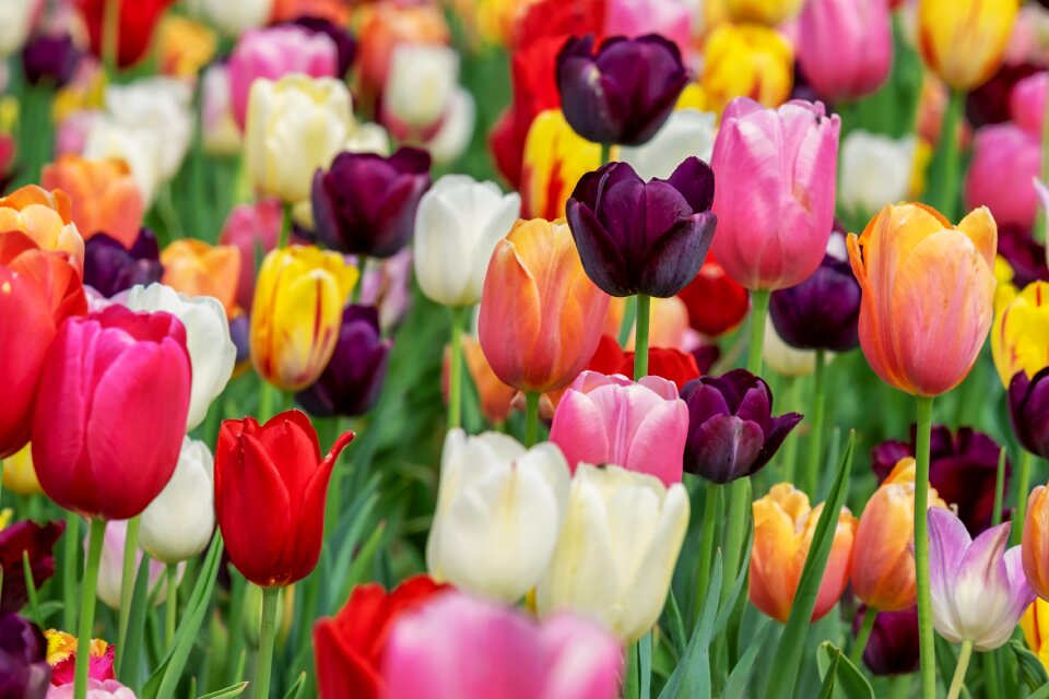 Violet flowers tulip field