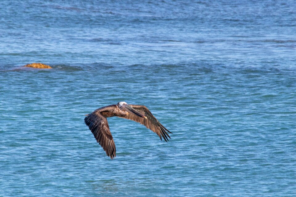 Birds pelikan on the hunt