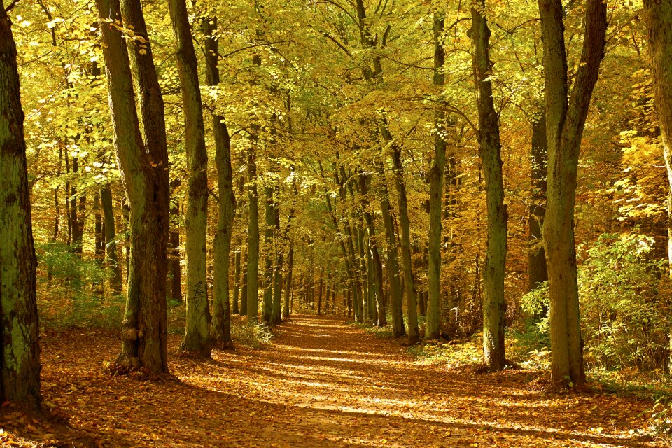 Landscape nature trees