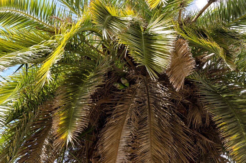 Tropical summer plant