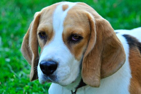 Cute animal dogs