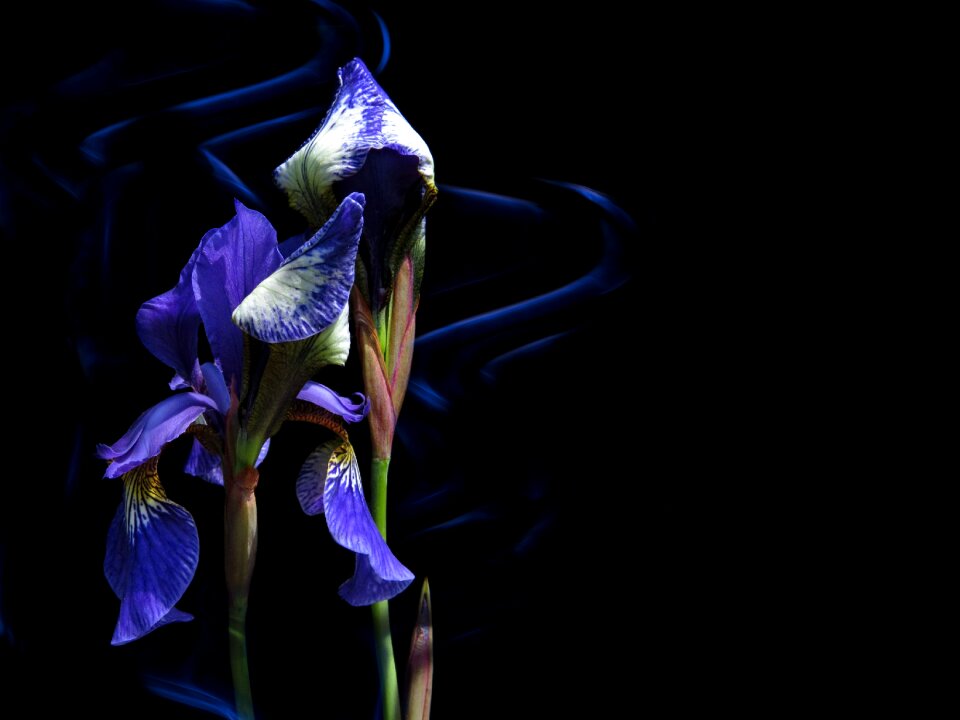 Blue iris flower photo