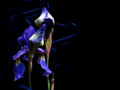 Blue iris flower