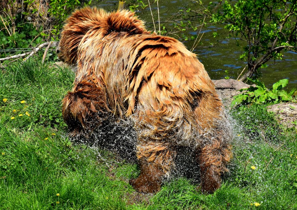 Wild animal furry dangerous