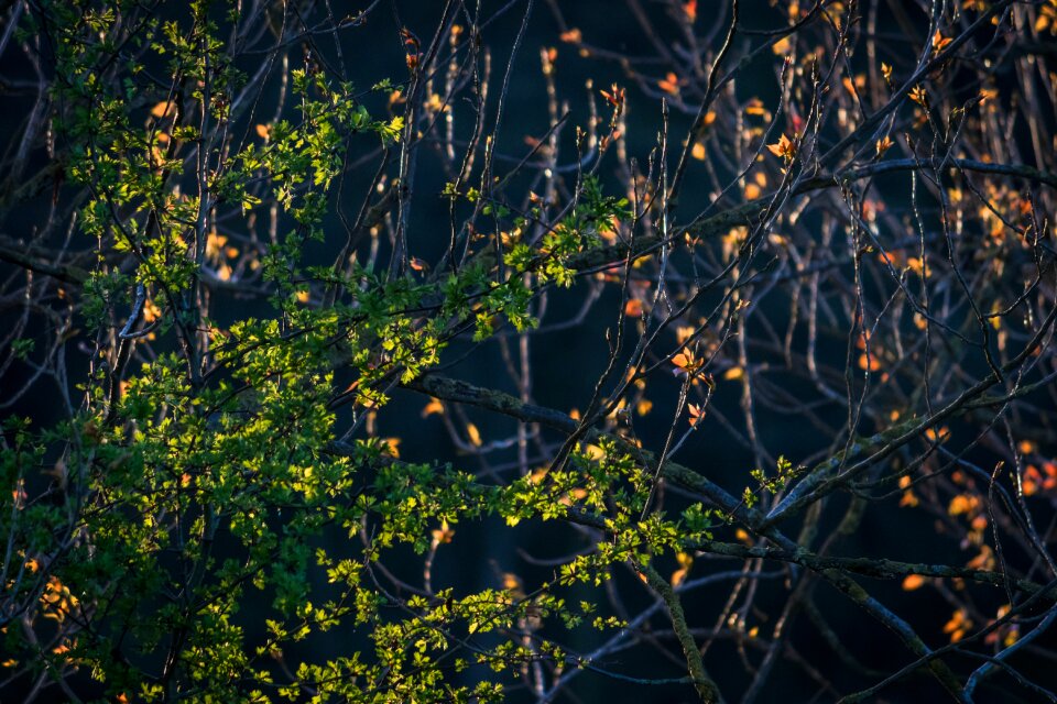 Flora outdoors landscape