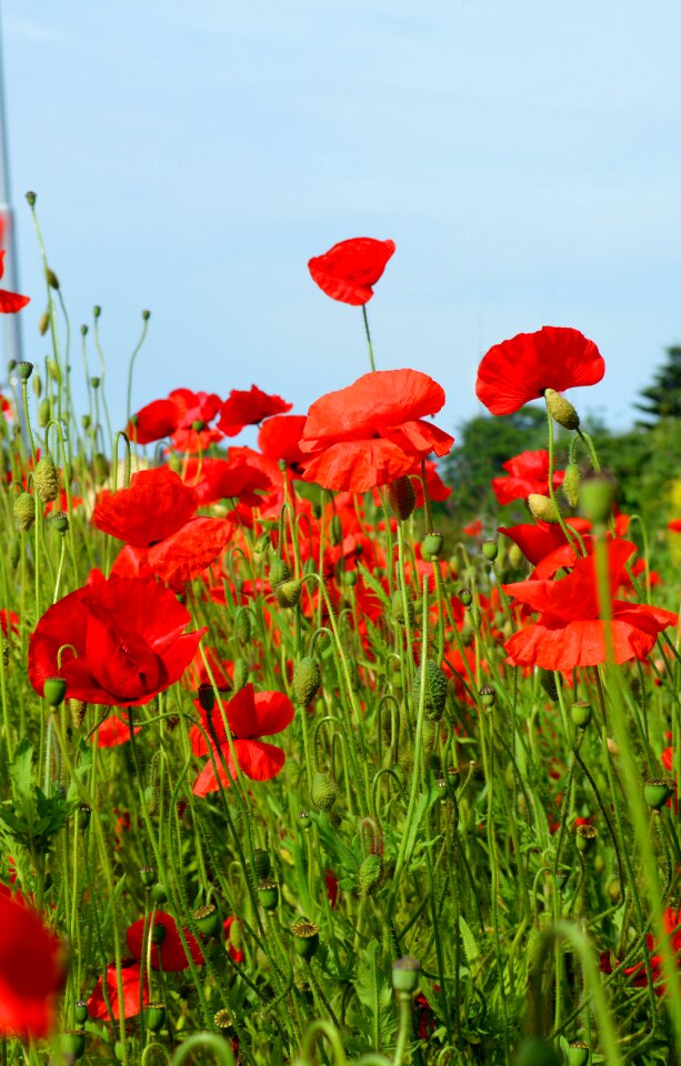 Red summer blue sky
