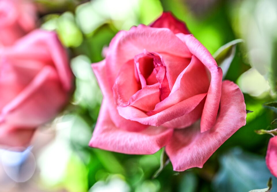 Petal romance flora