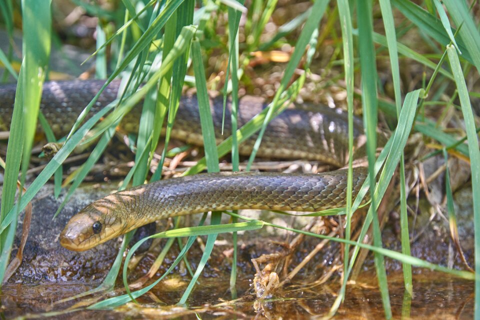 Reptile close up green
