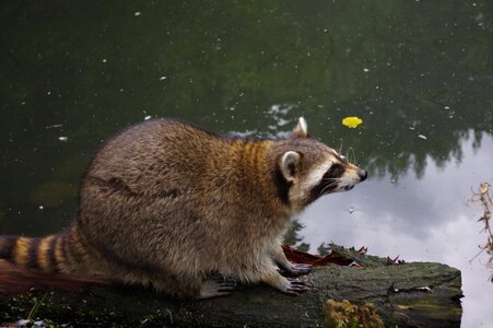 Nature animal world cute