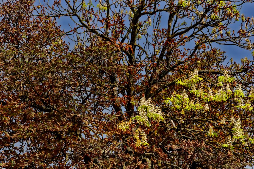 Chestnut leafminer wood summer