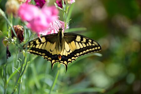 Dovetail butterflies nature photo