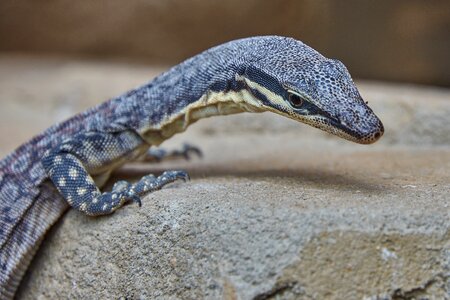 Iguana scale dragon photo