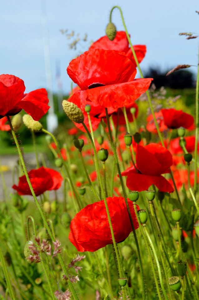 Red green garden