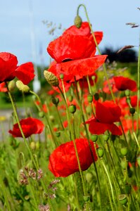 Red green garden