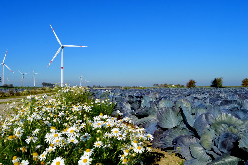 Chamomile plants windmills wind energy