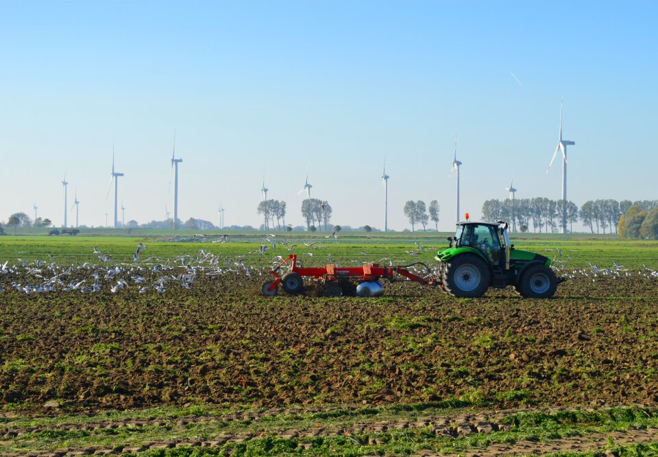 Seagulls swarm windmills wind energy