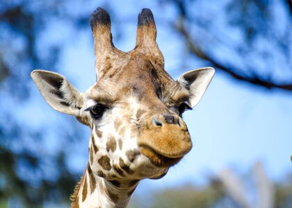 Zoo long neck animal africa photo