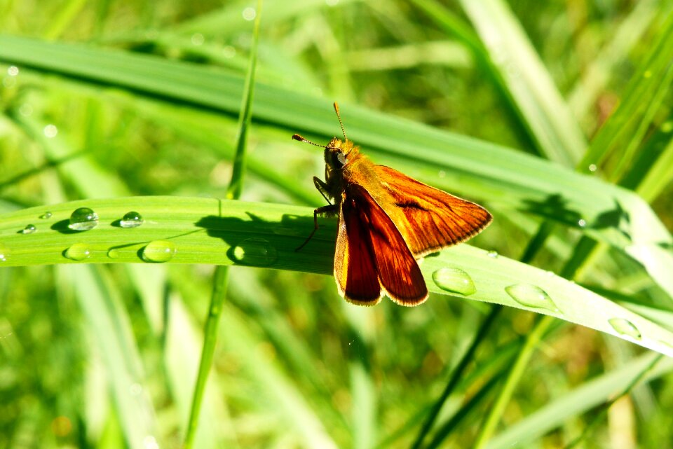 Butterfly day nature butterfly