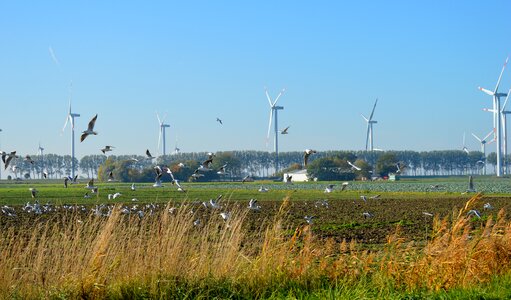 Seagulls swarm windmills wind energy