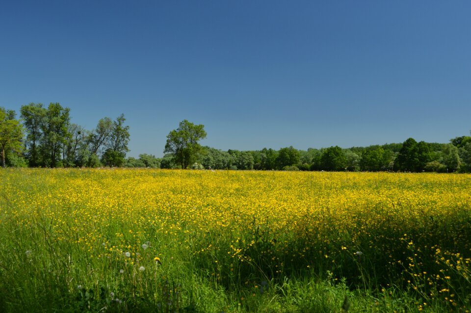 Meadow summer meadow nature