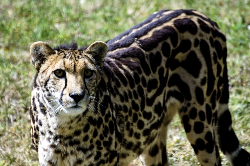 Zoo spots spotted animal