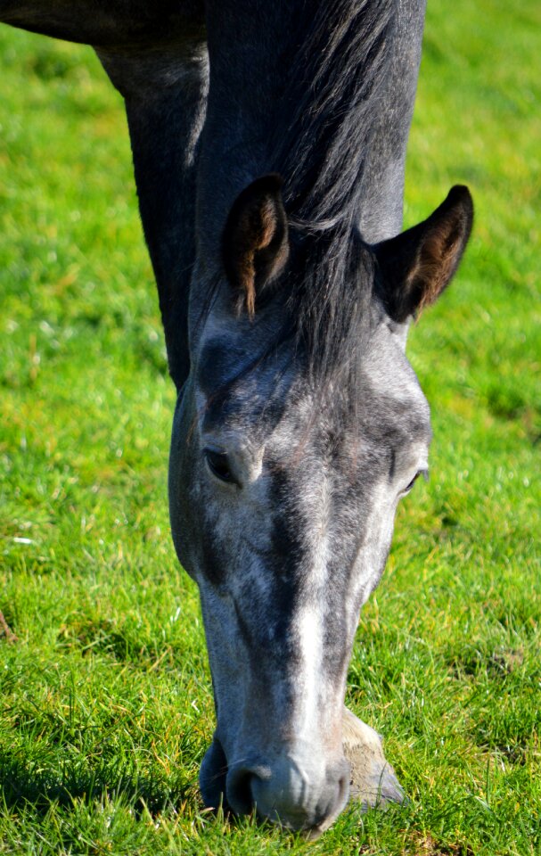 Horse head pasture eat grass