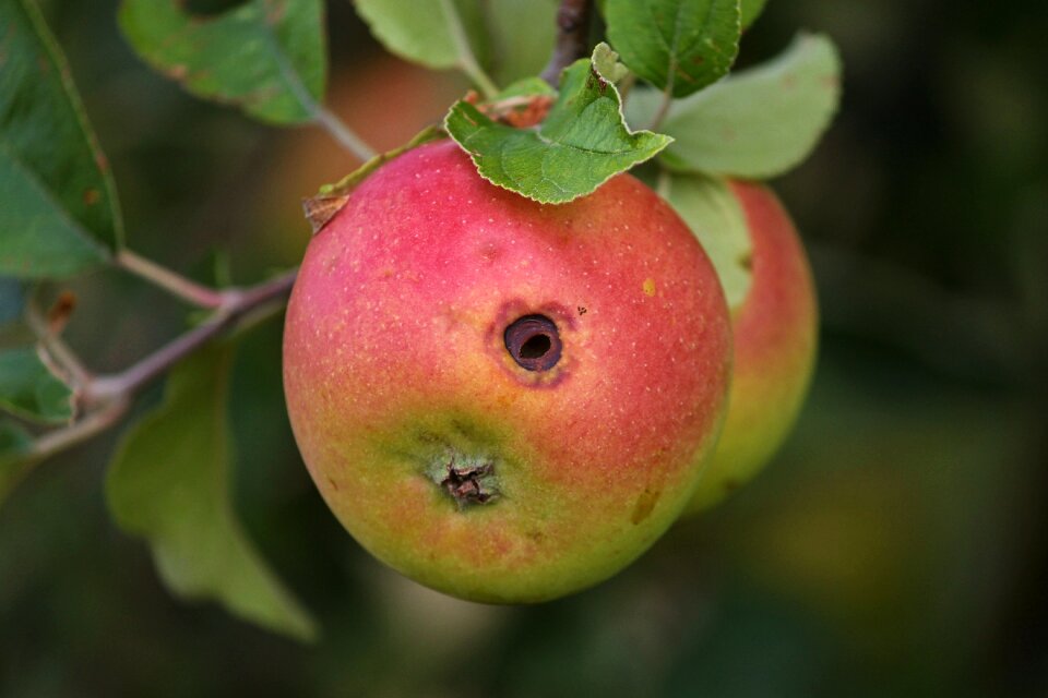 Apple tree nature infestation