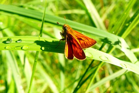At the court of butterfly day nature