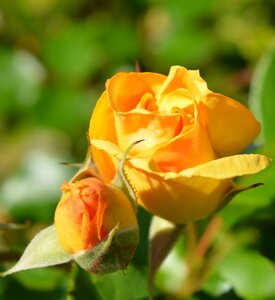 Yellow garden nature flowers