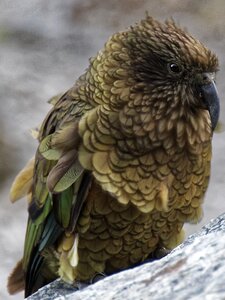 Mountain parrot nature plumage photo