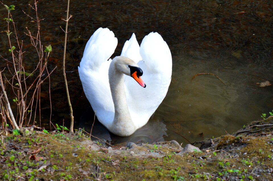 Lake nature water bird