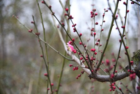 Peach blossom flowers plant
