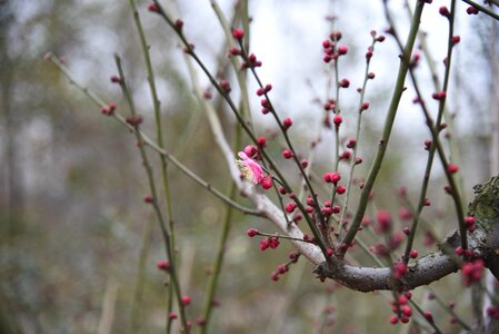 Peach blossom flowers plant photo