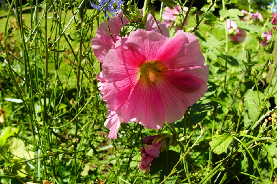 Flower garden nature photo