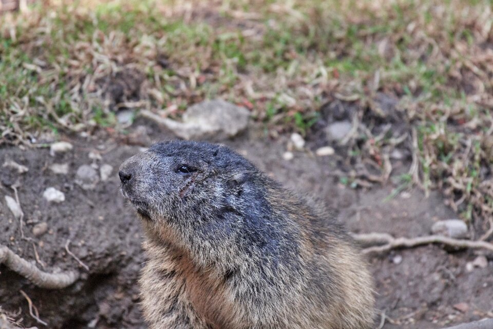 Cute close up furry