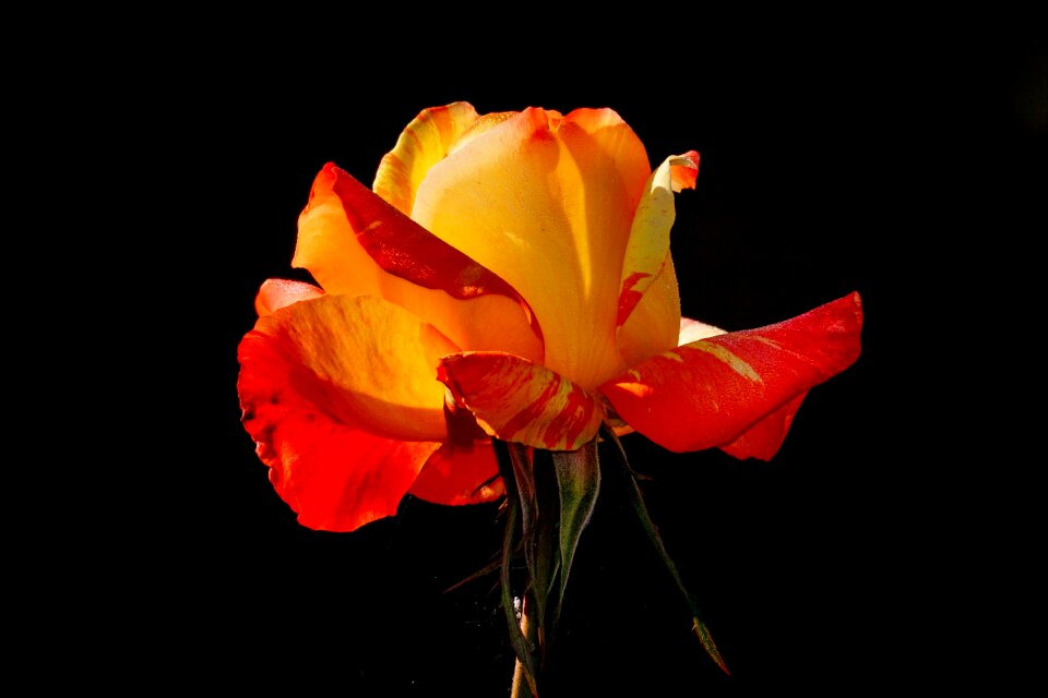 Red red yellow beauty