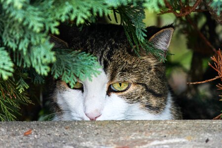 Lurking on the lurking pet