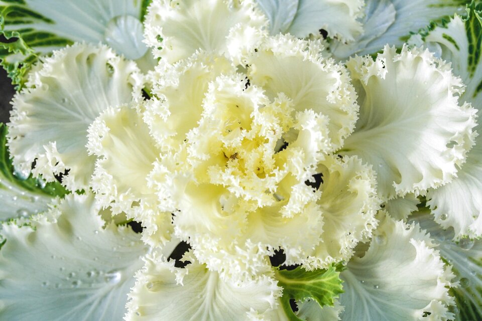Ornamental vegetables ornamental plant cabbage green