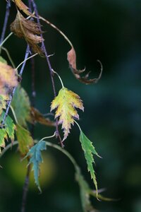 Fall foliage season