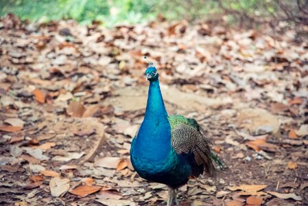 Feather fly bird bird