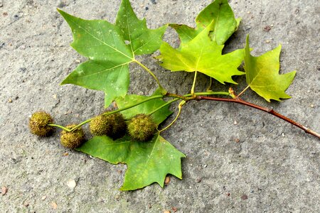 Platan klonolistny nature leaves