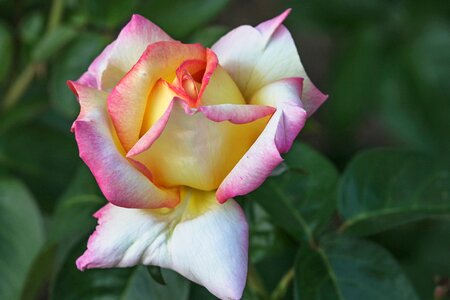 Romantic blossom bloom