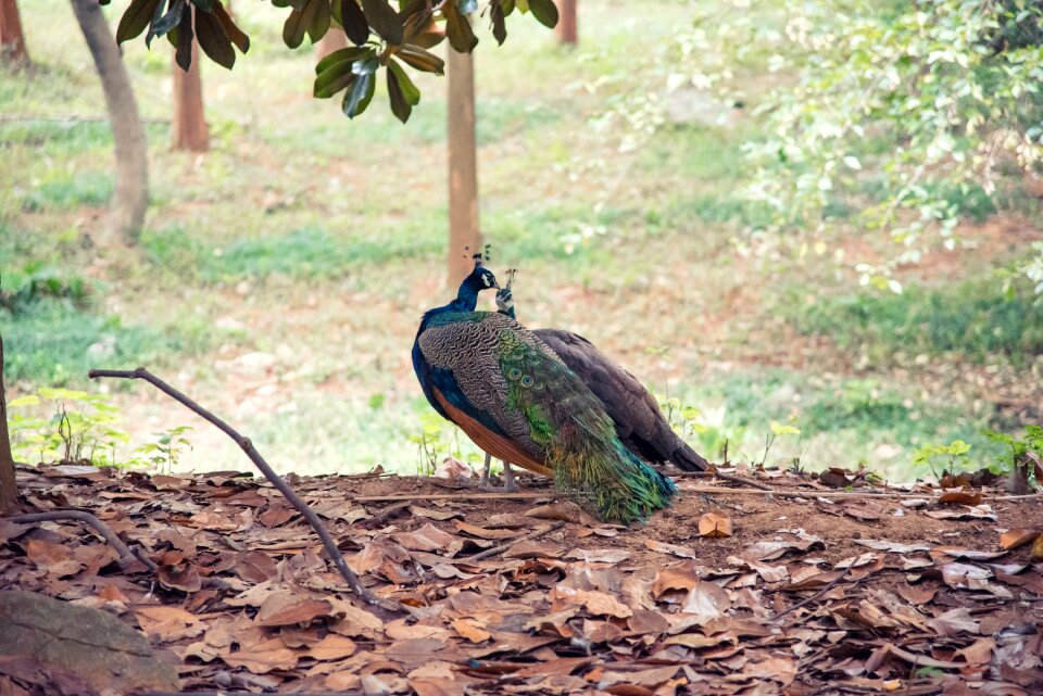 Feather fly bird bird