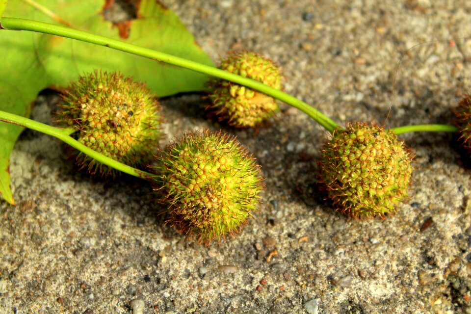 Balls vegetation tree