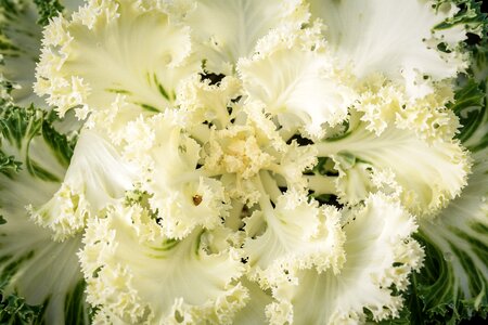 Ornamental vegetables ornamental plant cabbage green