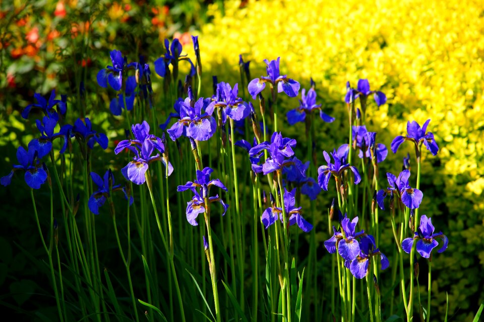 In the sun color spring