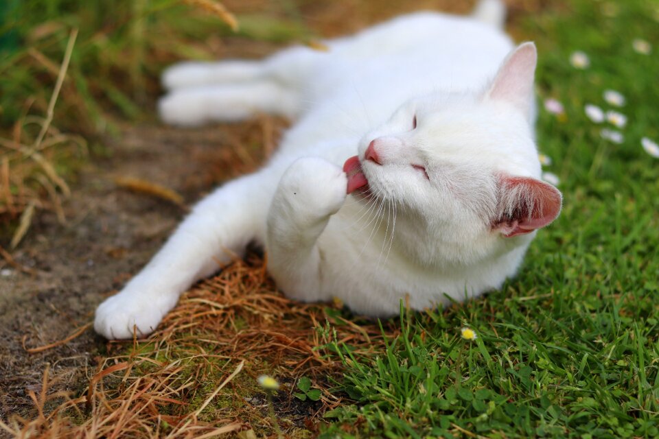 Feline animal kitty