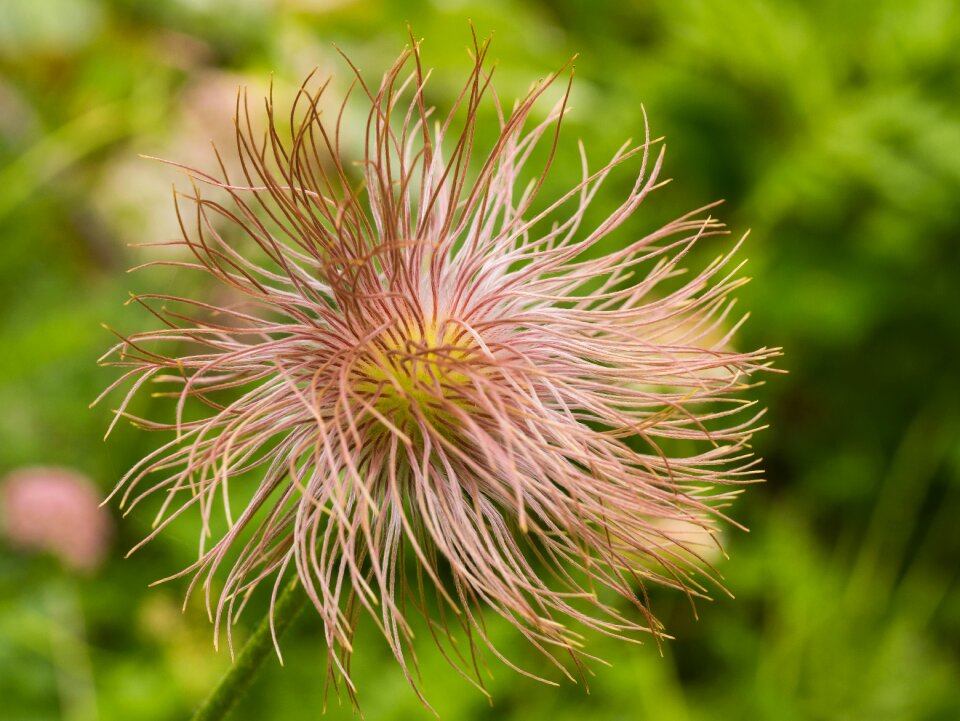 Mountain flower alpine plant